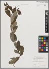 Foto von Salix cinerea L.